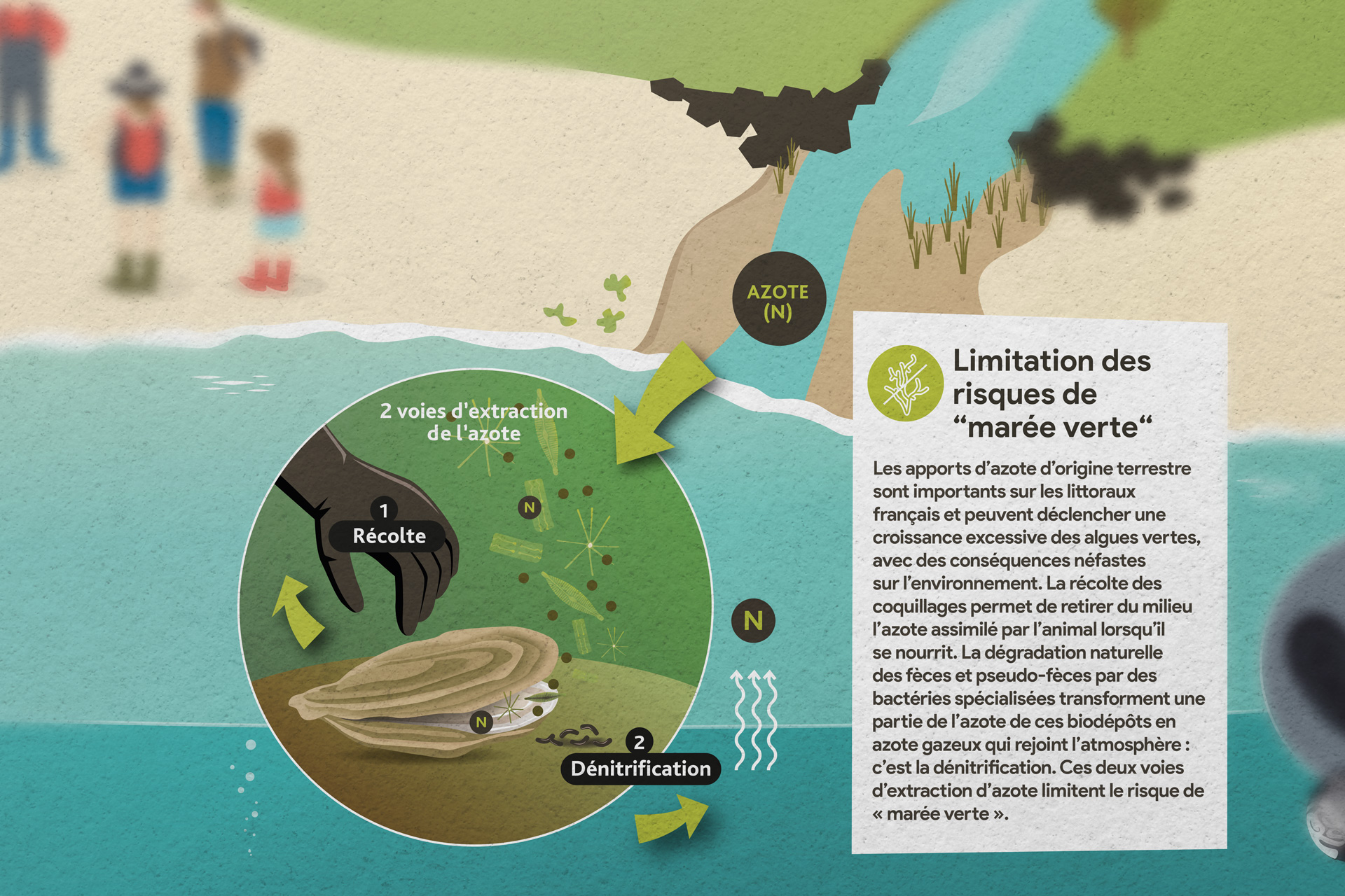 illustration technique et graphique de thèmes scientifique, nature, économique, géographique, régional. Vulgarisation. Impression plaquette, animation, motion design. Coqueliko Roudenn Graphic Lannion.